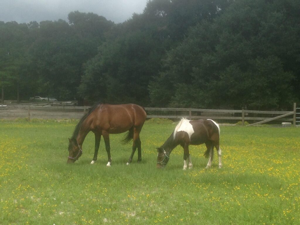 Two horses grazing in a fenced pasture