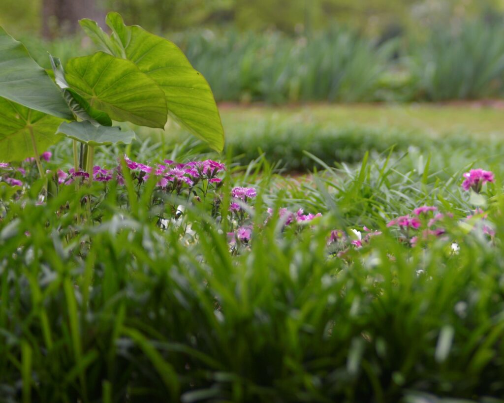 Flowering plants in the back courtyard
