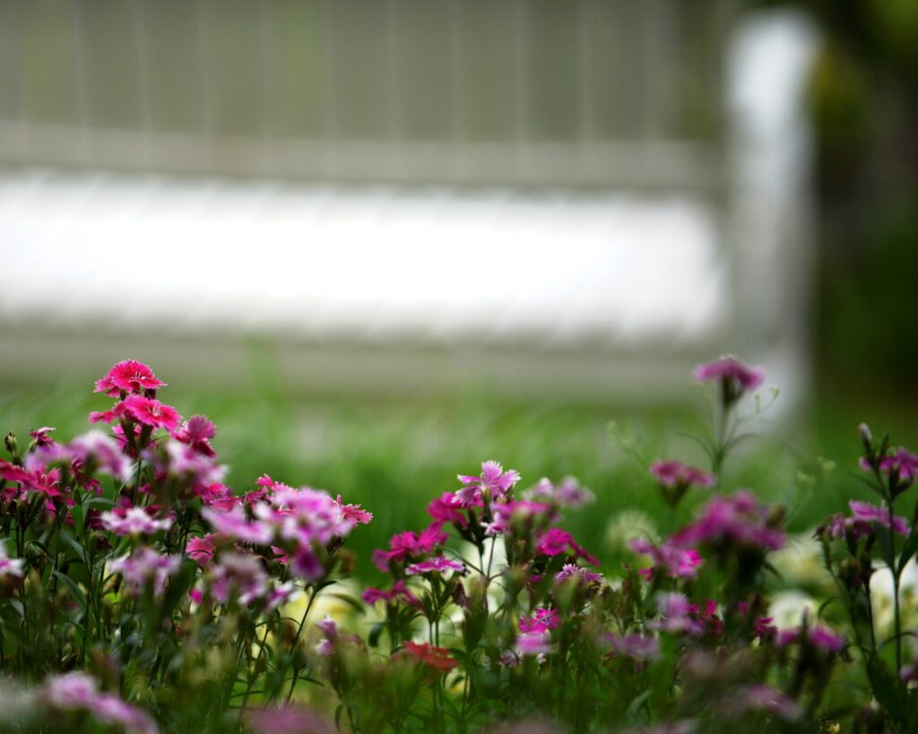 A rocking chair on the courtyard behind flowering plants