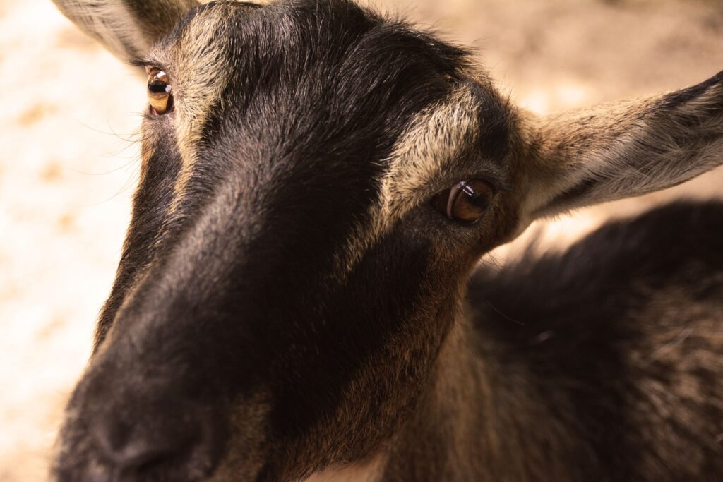 A close portrait of a goat