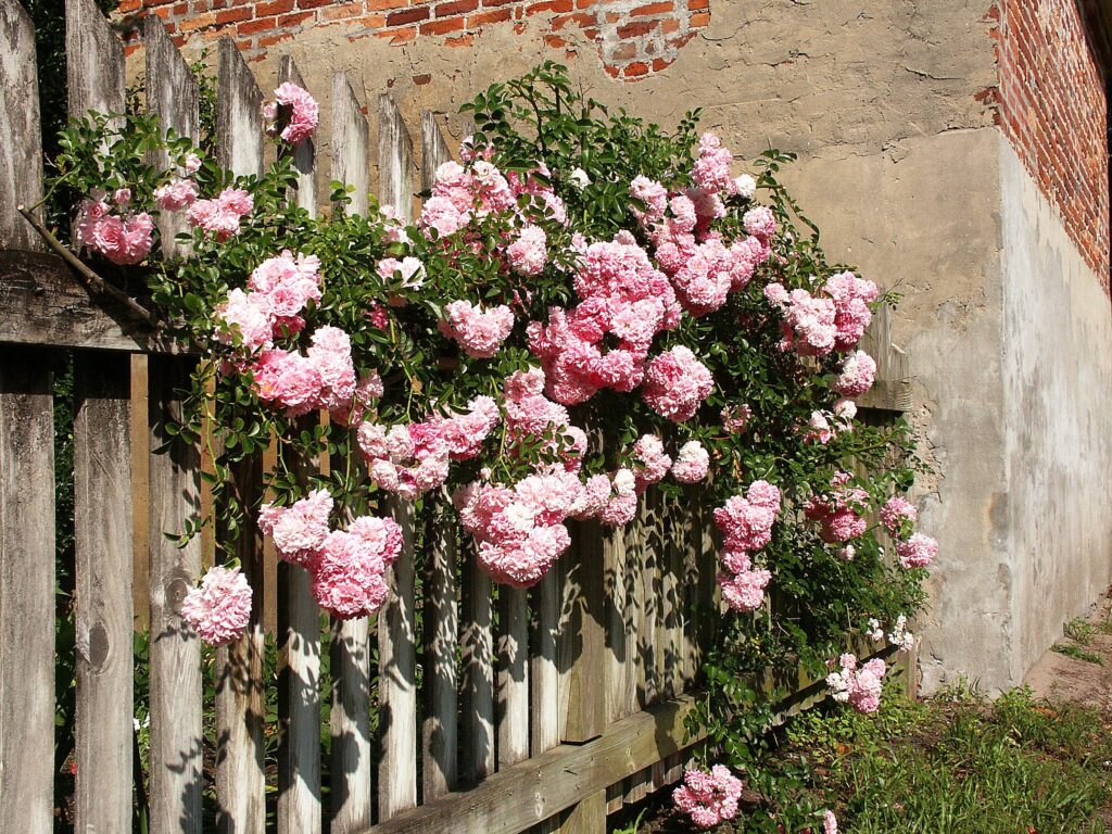 Pink roses climbing a white picket fence