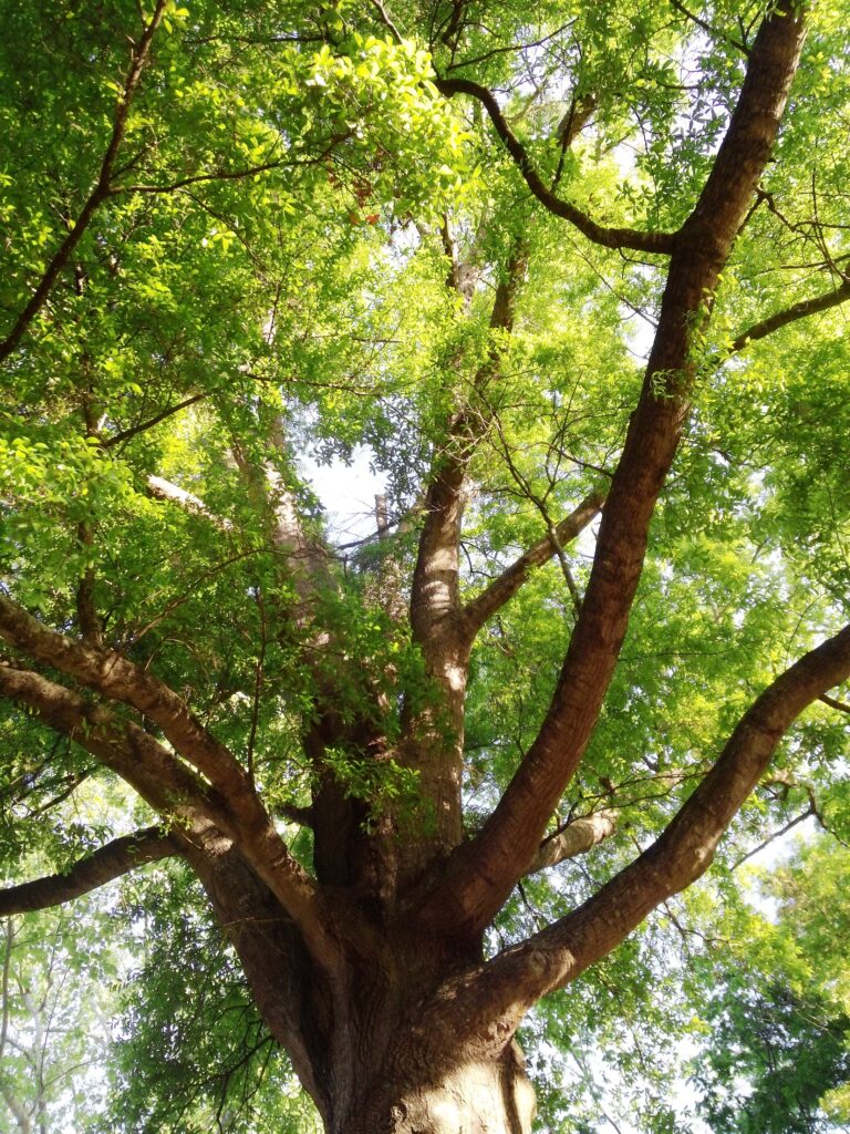 Spreading branches of an old oak in full leaf