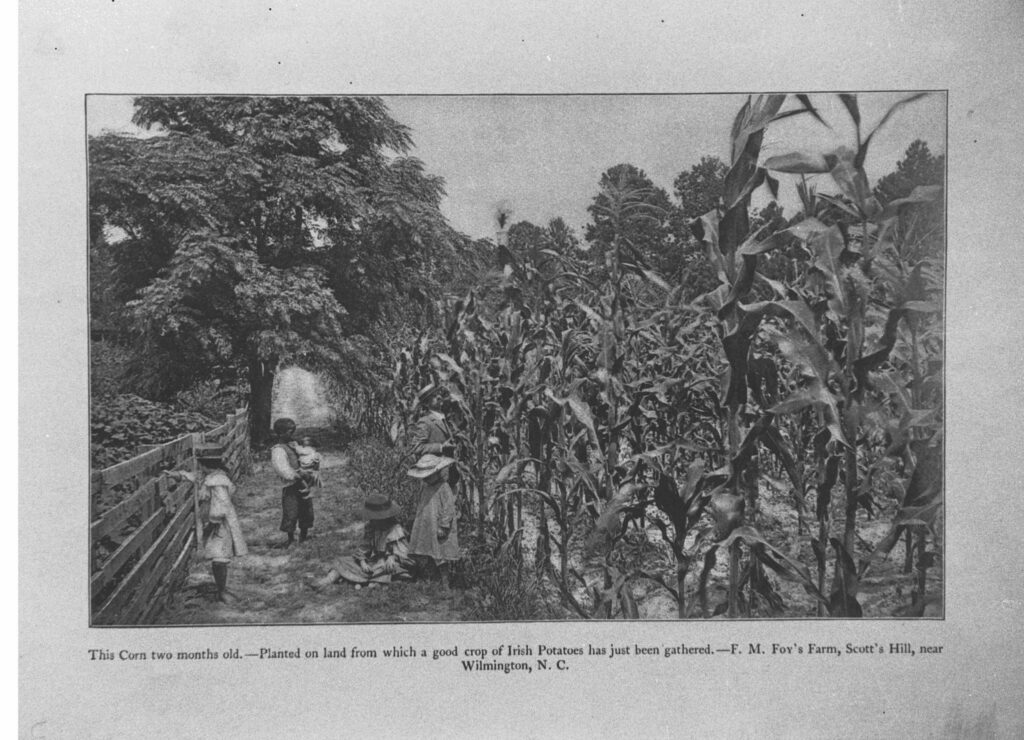 Francis Marion Foy and his children standing in tall corn, around 1894