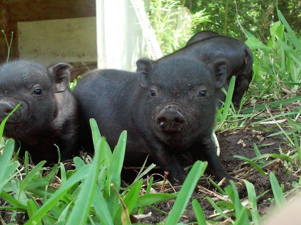 Two young pigs in the grass