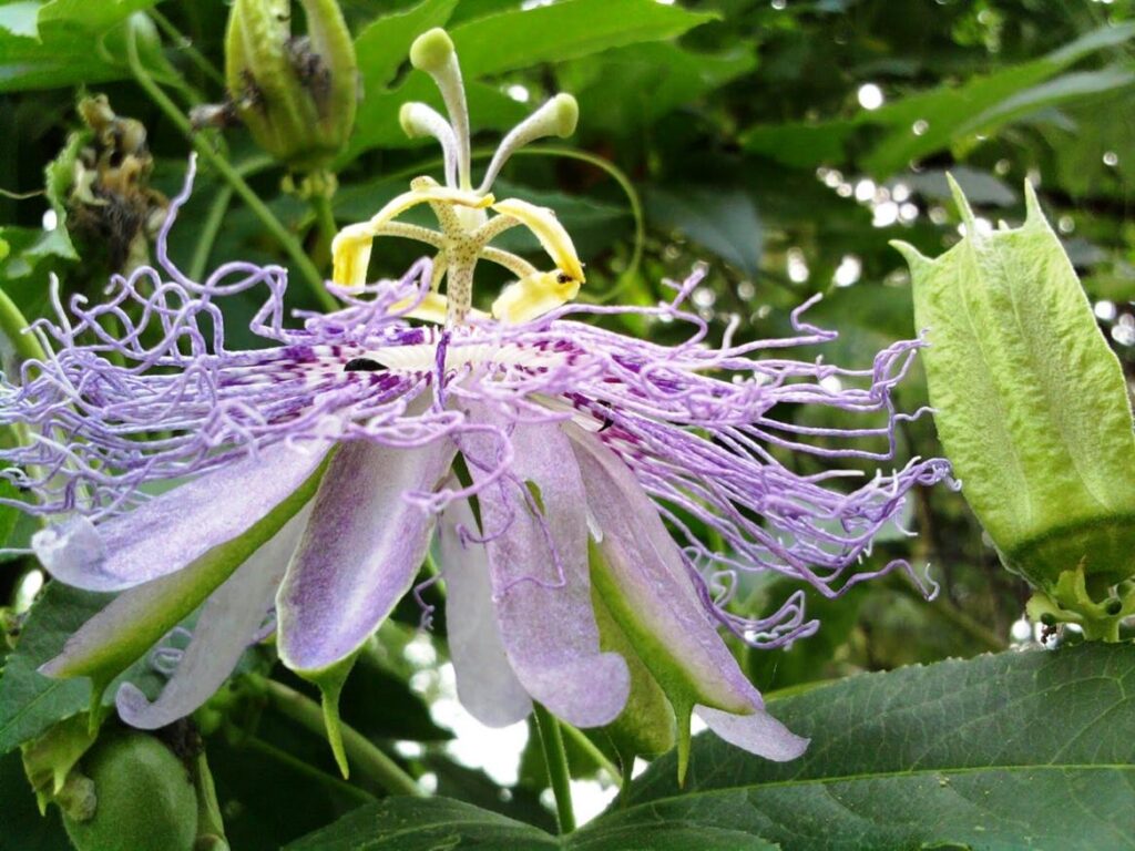 A purple passion flower in bloom